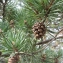  Mathieu MENAND - Pinus sylvestris L. [1753]
