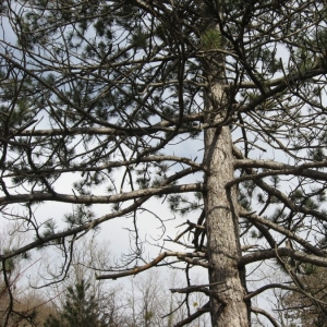 Photographie n°23504 du taxon Pinus nigra subsp. laricio Maire [1928]