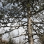  Mathieu MENAND - Pinus nigra subsp. laricio Maire [1928]