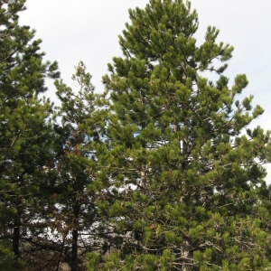Photographie n°23505 du taxon Pinus nigra subsp. laricio Maire [1928]