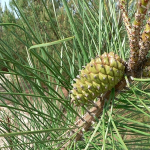 Photographie n°23506 du taxon Pinus pinaster Aiton [1789]