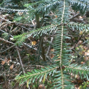 Photographie n°23509 du taxon Abies alba Mill. [1768]