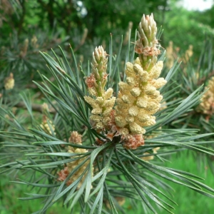 Photographie n°23512 du taxon Pinus sylvestris L. [1753]