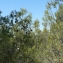  Mathieu MENAND - Pinus nigra subsp. salzmannii (Dunal) Franco [1943]