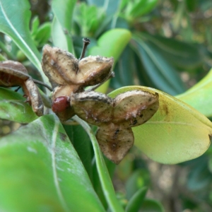 Photographie n°23518 du taxon Pittosporum tobira (Thunb.) W.T.Aiton [1811]