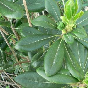 Photographie n°23519 du taxon Pittosporum tobira (Thunb.) W.T.Aiton [1811]