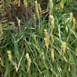  - Plantago maritima subsp. maritima