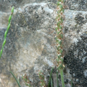 Photographie n°23524 du taxon Plantago holosteum Scop. [1771]