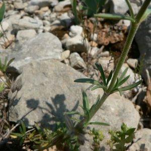 Photographie n°23525 du taxon Plantago afra L. [1762]