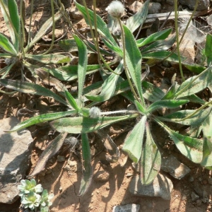 Photographie n°23531 du taxon Plantago lagopus L.