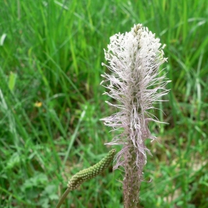 Photographie n°23533 du taxon Plantago media L.