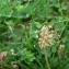  Mathieu MENAND - Plantago maritima subsp. alpina (L.) O.Bolòs & Vigo [1983]