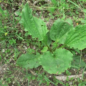 Photographie n°23541 du taxon Plantago major L. [1753]