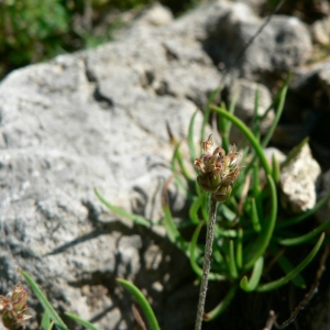 Photographie n°23542 du taxon Plantago maritima subsp. alpina (L.) O.Bolòs & Vigo [1983]