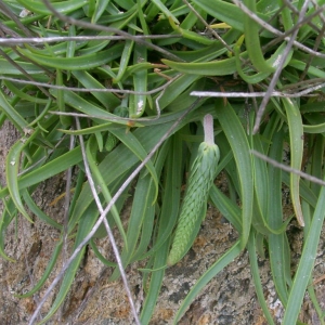 Plantago maritima var. leptophylla Mert. & W.D.J.Koch (Plantain maritime)