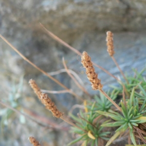 Photographie n°23546 du taxon Plantago subulata L. [1753]