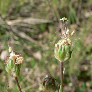 Photographie n°23549 du taxon Plantago sempervirens Crantz