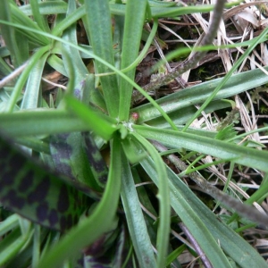 Photographie n°23550 du taxon Plantago maritima subsp. alpina (L.) O.Bolòs & Vigo [1983]