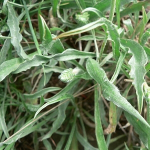 Photographie n°23552 du taxon Plantago albicans L. [1753]