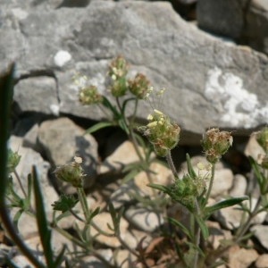 Photographie n°23553 du taxon Plantago afra L. [1762]