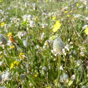 Photographie n°23557 du taxon Plantago lagopus L.