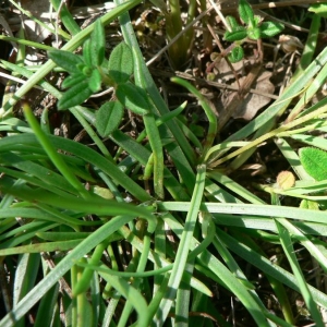 Photographie n°23558 du taxon Plantago maritima subsp. serpentina (All.) Arcang. [1882]