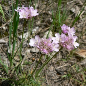 Photographie n°23568 du taxon Armeria girardii (Bernis) Litard. [1955]