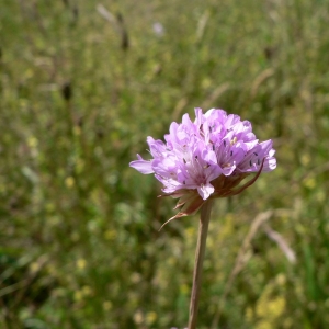 Photographie n°23572 du taxon Armeria arenaria (Pers.) Schult. [1820]