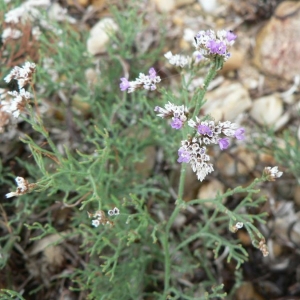 Photographie n°23580 du taxon Limonium girardianum (Guss.) Fourr. [1869]