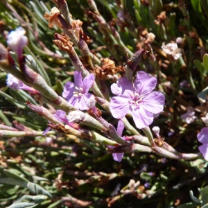 Photographie n°23583 du taxon Limoniastrum monopetalum (L.) Boiss. [1848]