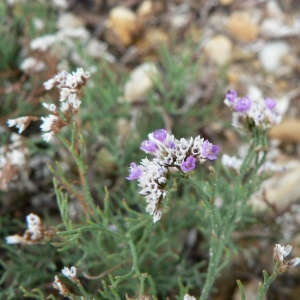 Photographie n°23594 du taxon Limonium girardianum (Guss.) Fourr. [1869]