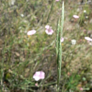 Photographie n°23597 du taxon Brachypodium phoenicoides (L.) Roem. & Schult. [1817]