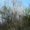  Mathieu MENAND - Cortaderia selloana (Schult. & Schult.f.) Asch. & Graebn.