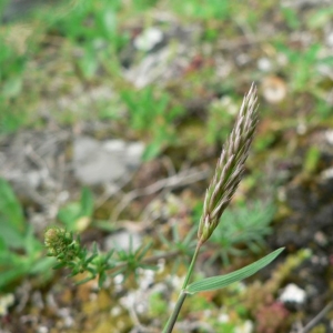  - Koeleria vallesiana subsp. humilis Braun-Blanq. [1945]