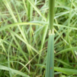 Photographie n°23614 du taxon Calamagrostis epigejos (L.) Roth [1788]