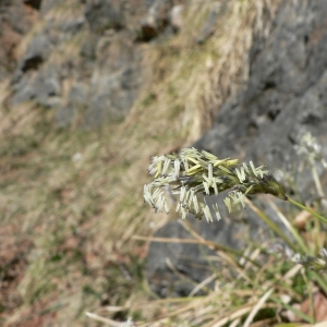 Photographie n°23620 du taxon Sesleria caerulea (L.) Ard. [1763]