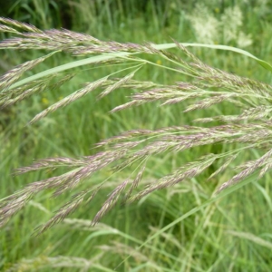 Photographie n°23621 du taxon Calamagrostis epigejos (L.) Roth [1788]