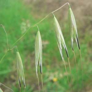 Photographie n°23622 du taxon Avena sterilis L. [1762]