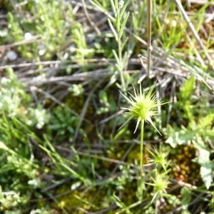 Photographie n°23626 du taxon Echinaria capitata (L.) Desf.