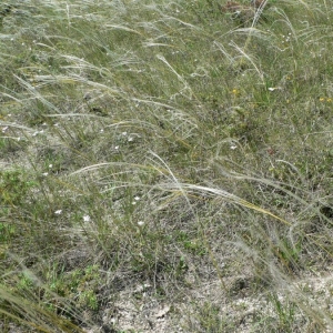 Photographie n°23629 du taxon Stipa pennata L. [1753]