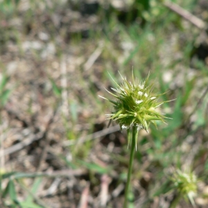 Photographie n°23638 du taxon Echinaria capitata (L.) Desf.