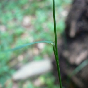 Photographie n°23639 du taxon Poa nemoralis L. [1753]