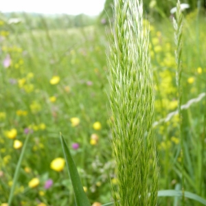 Photographie n°23649 du taxon Trisetum flavescens (L.) P.Beauv. [1812]