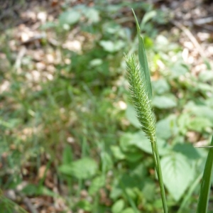 Photographie n°23653 du taxon Phleum pratense subsp. serotinum (Jord.) Berher [1887]