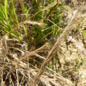 Photographie n°23654 du taxon Vulpia myuros (L.) C.C.Gmel. [1805]