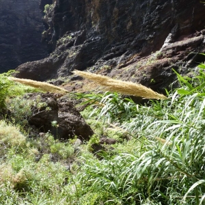 Photographie n°23660 du taxon Arundo donax L. [1753]