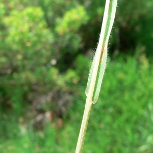 Photographie n°23664 du taxon Gaudinia fragilis (L.) P.Beauv. [1812]