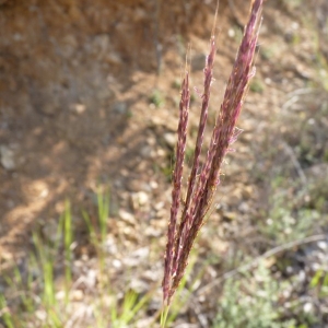 Photographie n°23670 du taxon Bothriochloa ischaemum (L.) Keng [1936]