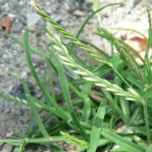 Photographie n°23674 du taxon Eleusine indica (L.) Gaertn. [1788]