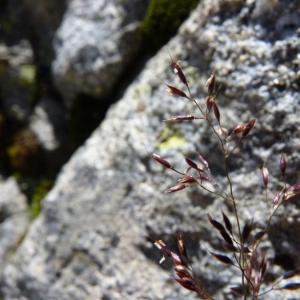 Photographie n°23678 du taxon Agrostis rupestris All. [1785]